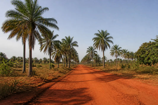 Chemin de terre rouge bordé de palmiers sous la lumière chaude de l'après-midi