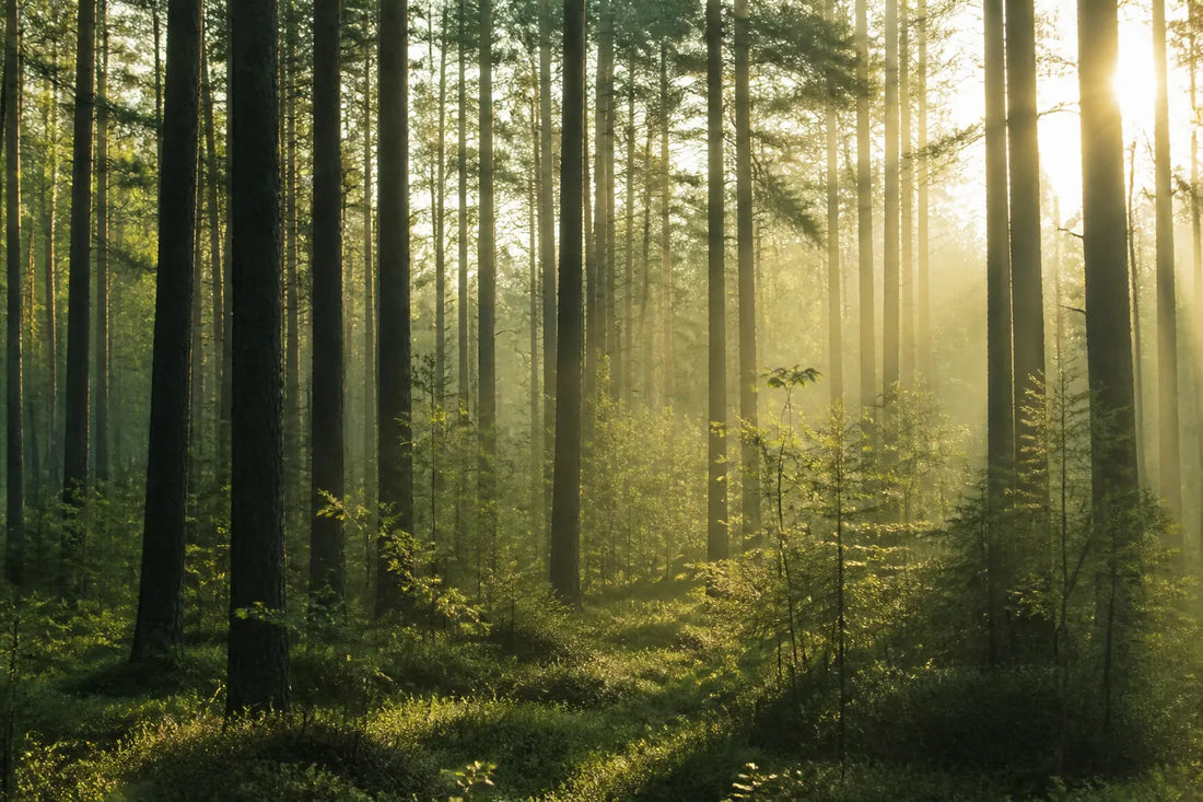 Lumière du matin traversant une forêt de grands pins dans la brume