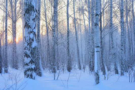Forêt de bouleaux enneigée à l'aube, lumière d'hiver bleutée
